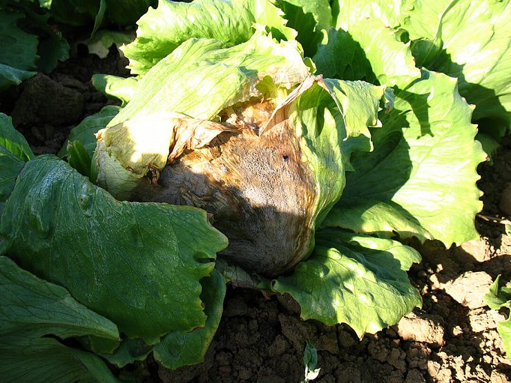 Серая гниль крестоцветных культур