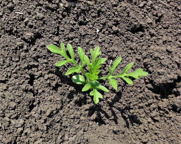 Амброзия полыннолистная