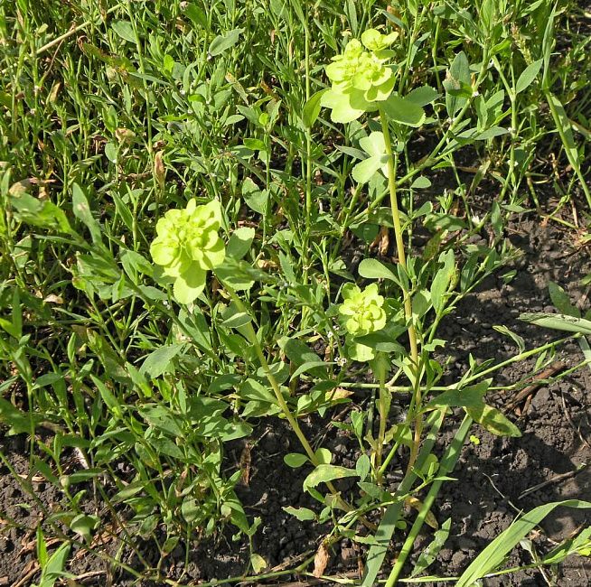 Молочай-солнцегляд