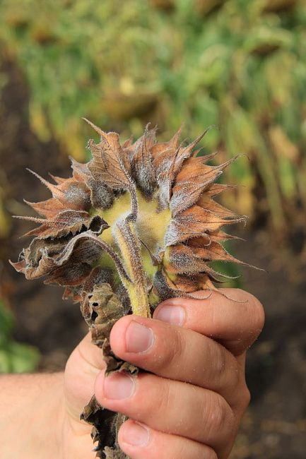 Фомопсис подсолнечника (серо-коричневая или бурая пятнистость, гниль, рак стеблей)