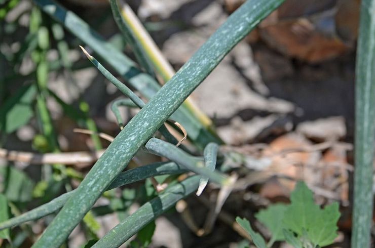 Табачный (луковый) трипс