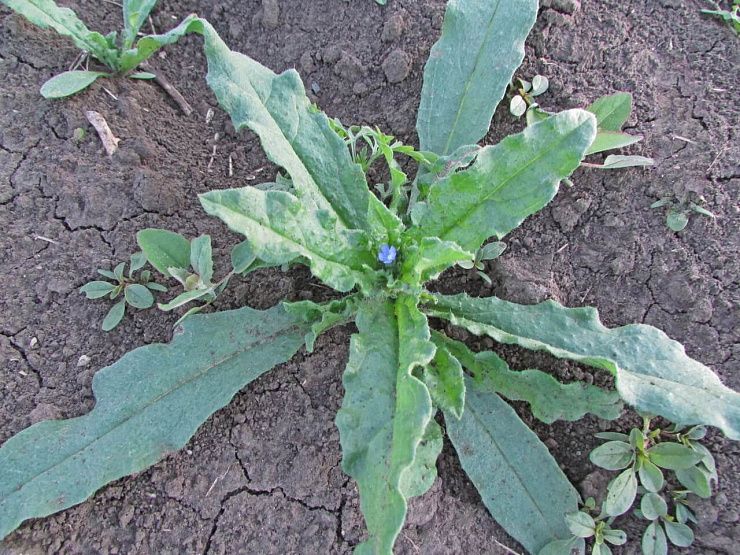 Кривоцвет полевой