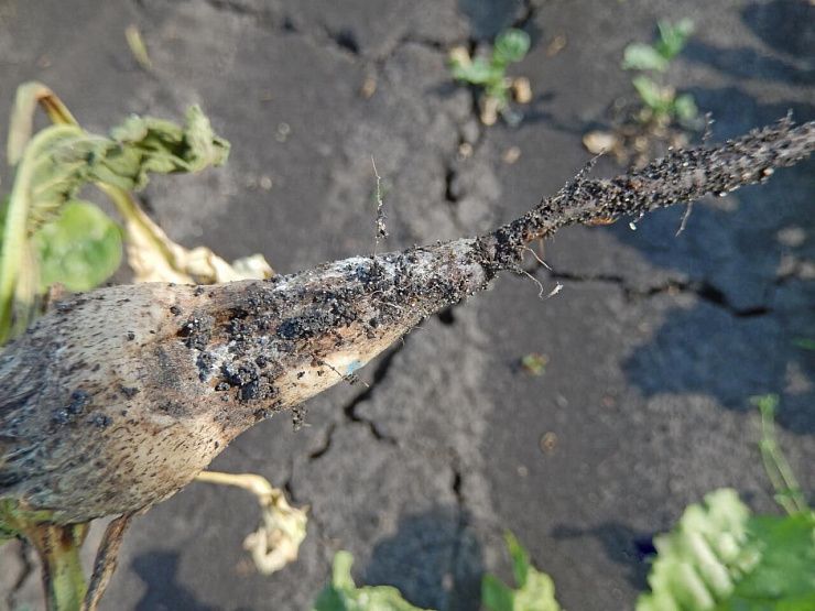 Фузариозная гниль свеклы