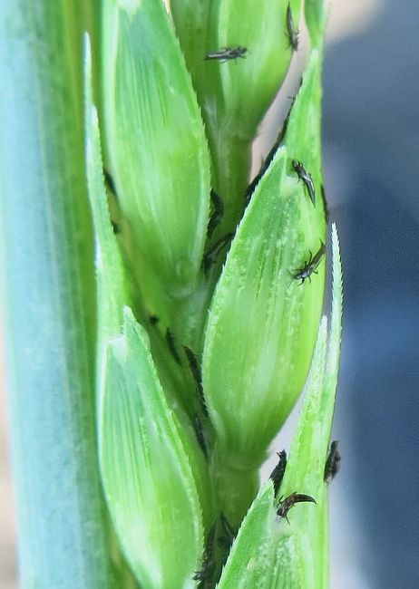 Пшеничный трипс