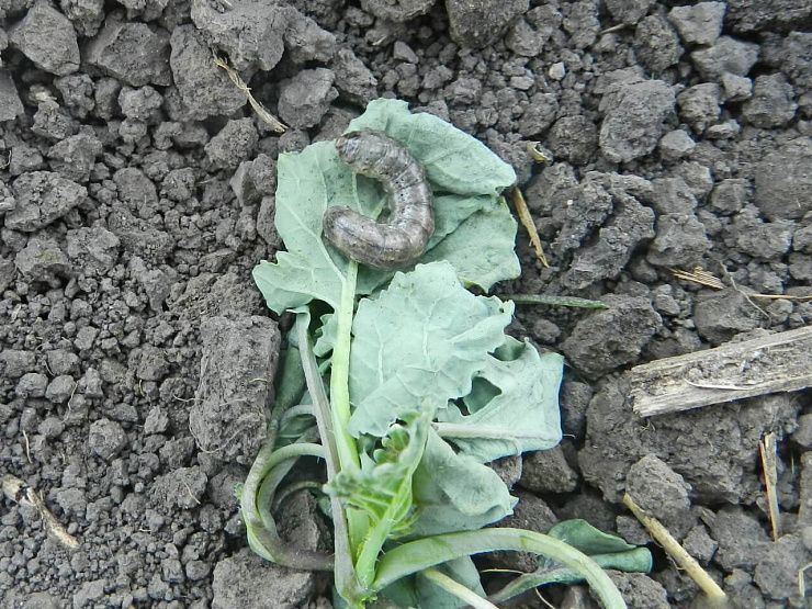 Озимая совка