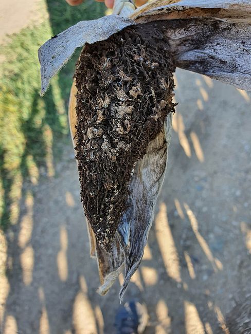 Пыльная головня кукурузы