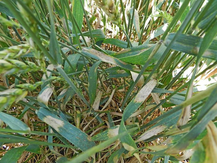 Фузариозные корневые гнили зерновых