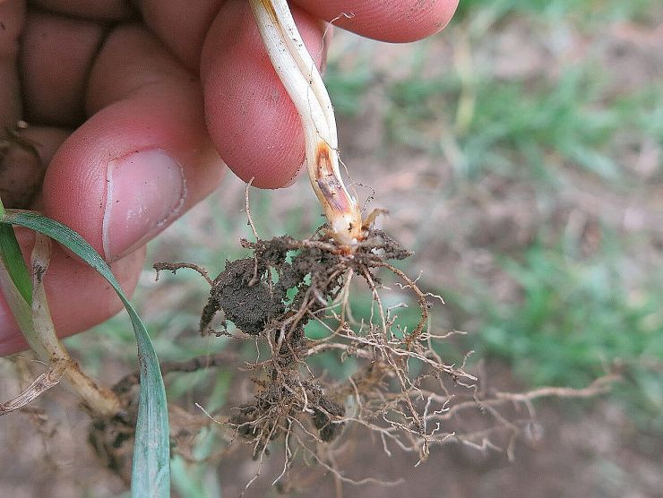 Белая прикорневая гниль (гибеллиноз, белосоломенная гниль, белостебельность)