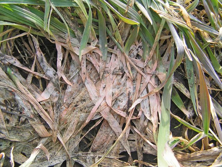 Фузариозная снежная плесень озимых