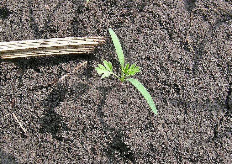 Дымянка Шлейхера