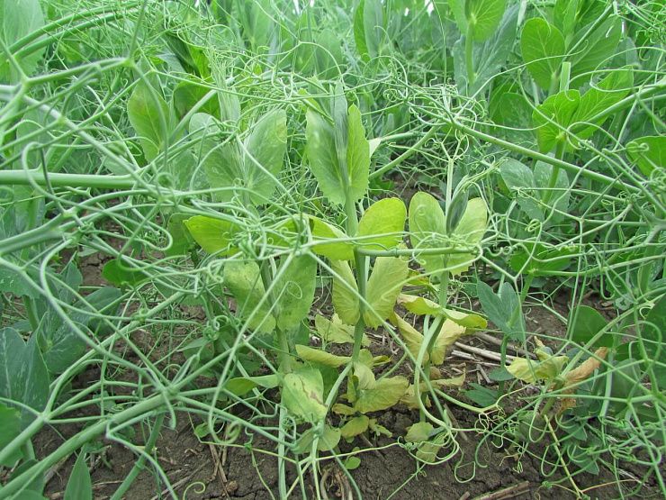 Фузариоз гороха