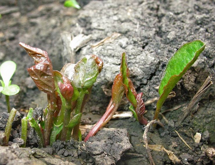 Вьюнок полевой (березка)