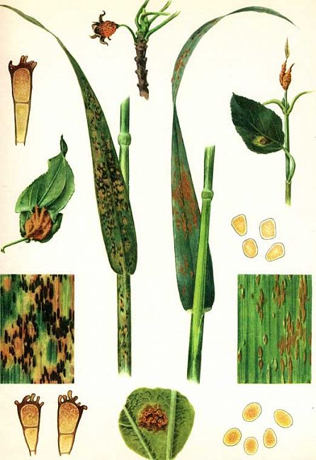 Корончатая ржавчина овса