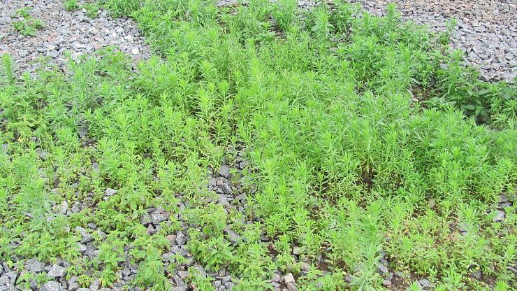 Мелколепестник канадский