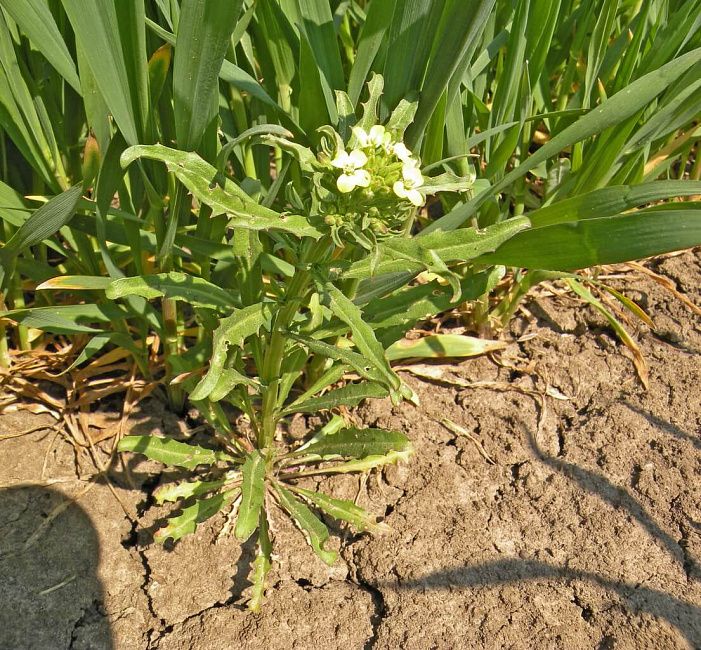 Ярутка полевая