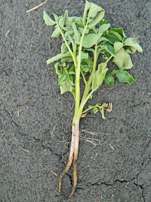 Ризоктониоз, или черная парша картофеля