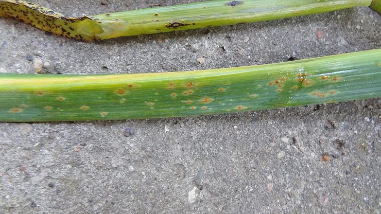 Ржавчина лука