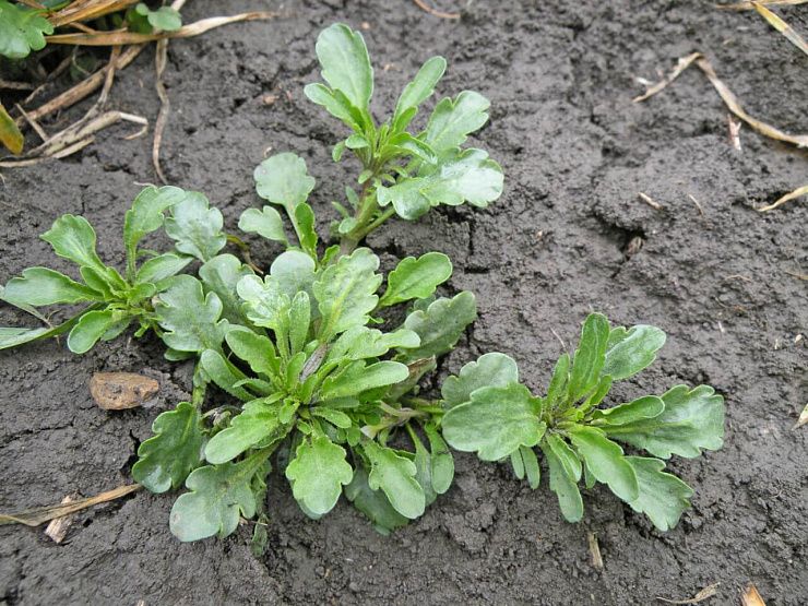 Фиалка полевая