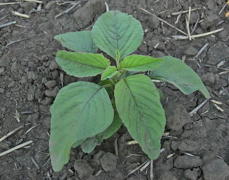 Щирица (синеватая, запрокинутая, жминдовидная)