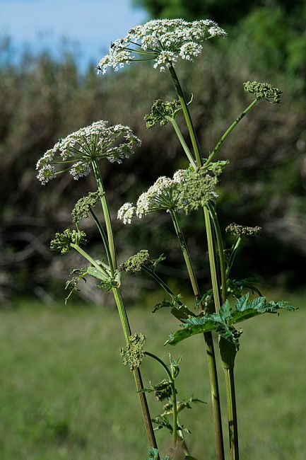 Болиголов пятнистый, омег
