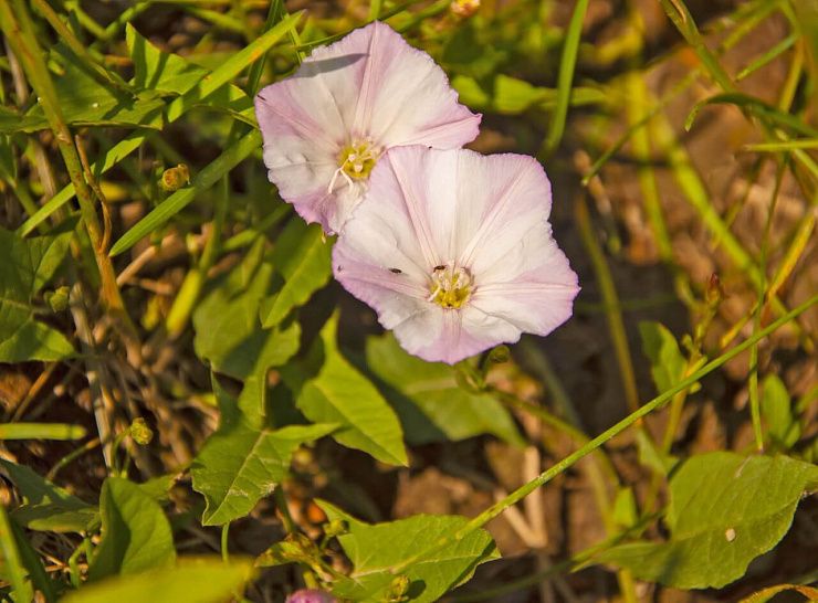 Вьюнок полевой (березка)