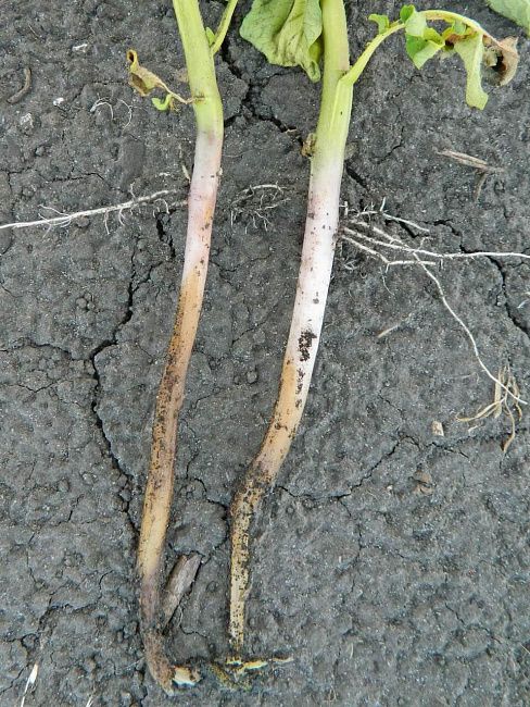 Ризоктониоз, или черная парша картофеля