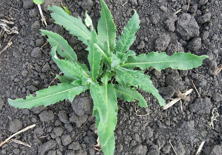 Бодяк полевой (осот розовый)