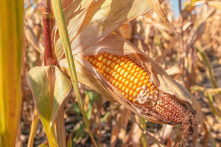 Фузариоз початков кукурузы