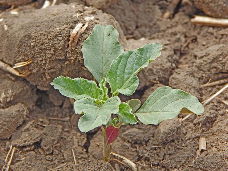 Щирица (синеватая, запрокинутая, жминдовидная)