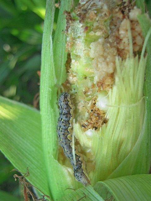 Хлопковая совка