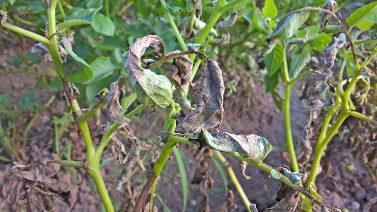 Фитофтороз картофеля