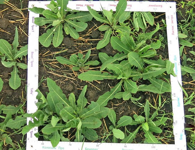 Осот полевой (желтый)