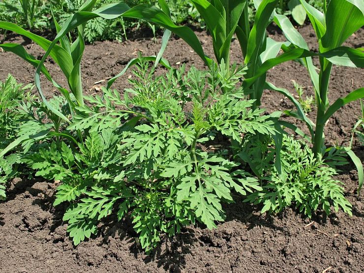 Амброзия полыннолистная