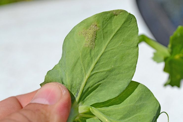 Ложная мучнистая роса гороха