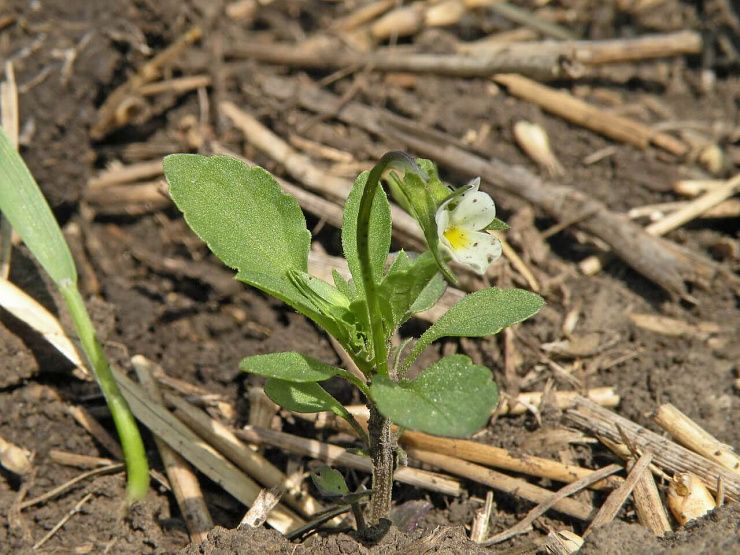 Фиалка полевая