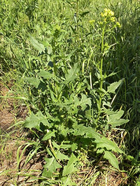 Гулявник Лезеля, высокий (рогачка)