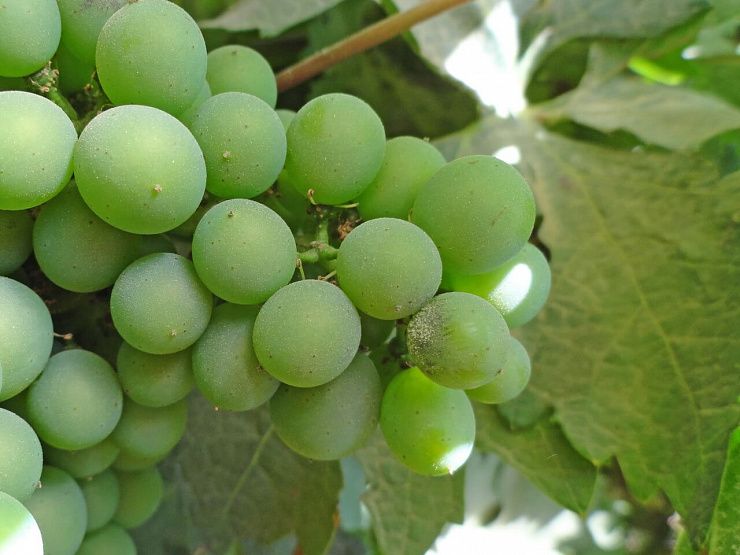 Оидиум винограда