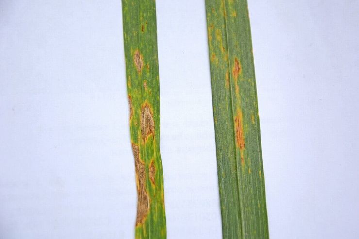 Септориоз злаковых