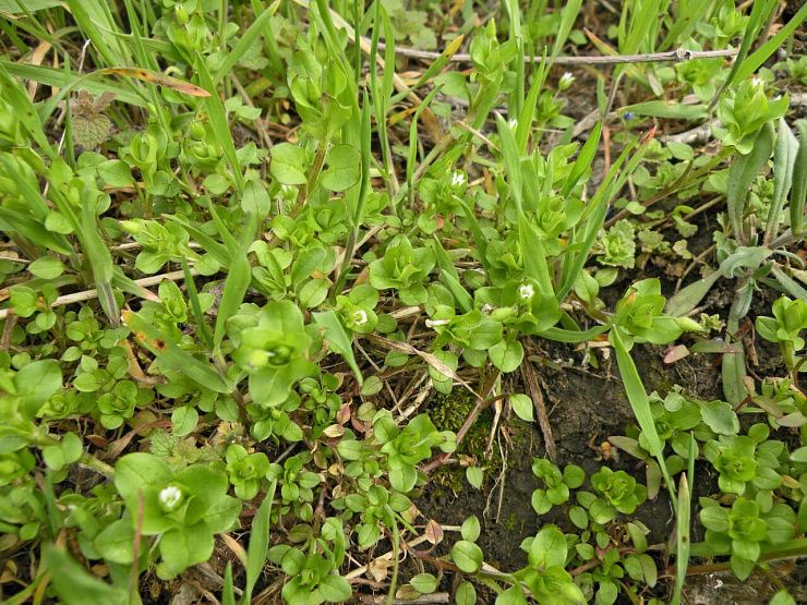 Звездчатка средняя