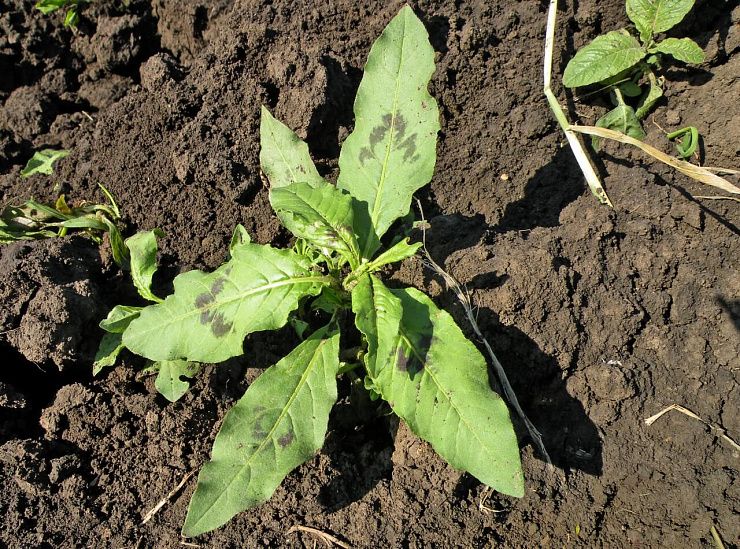 Горец птичий (спорыш), почечуйный, шероховатый