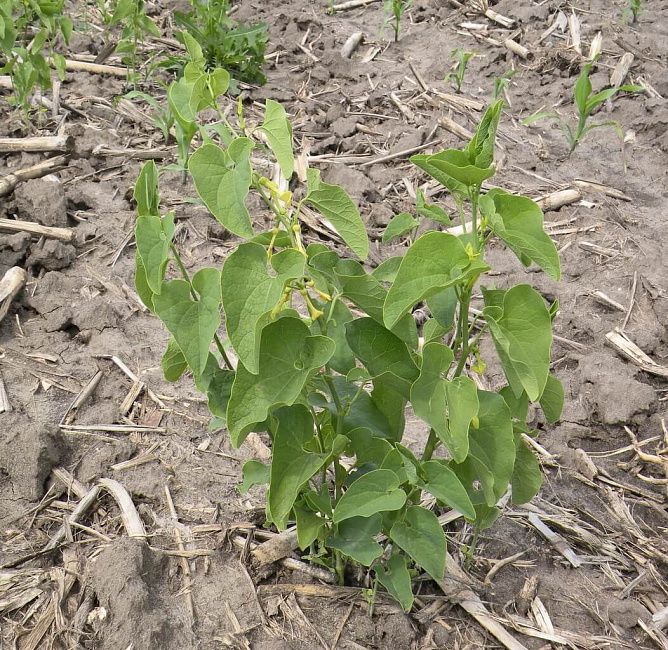 Кирказон обыкновенный