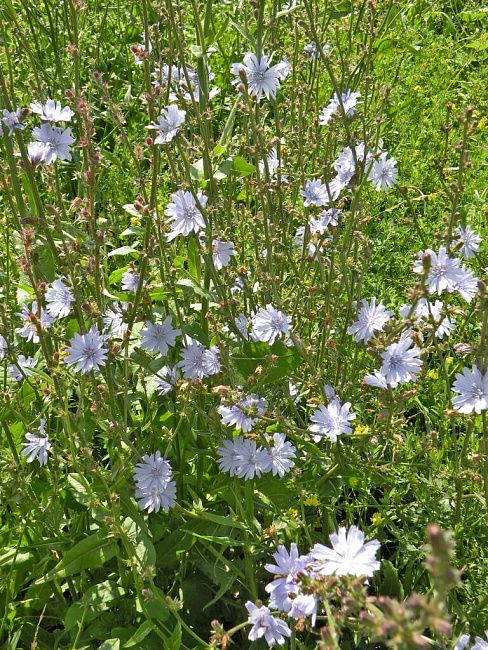 Цикорий обыкновенный