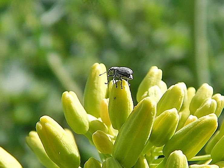 Семенной рапсовый скрытнохоботник