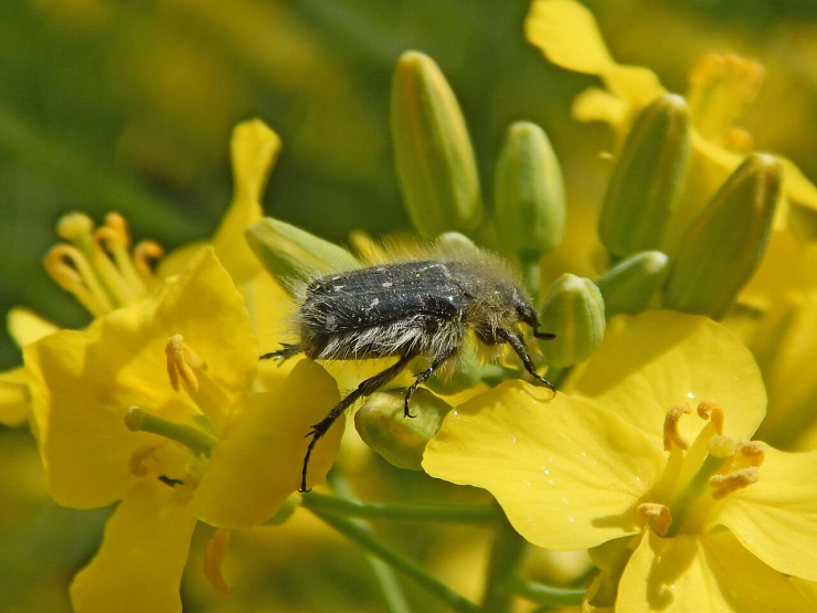 Оленка мохнатая