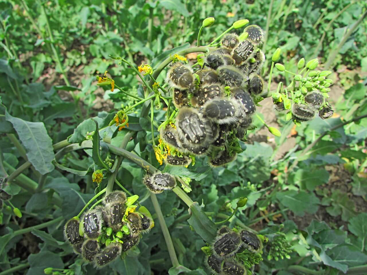 Оленка мохнатая