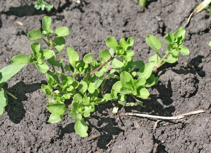 Звездчатка средняя