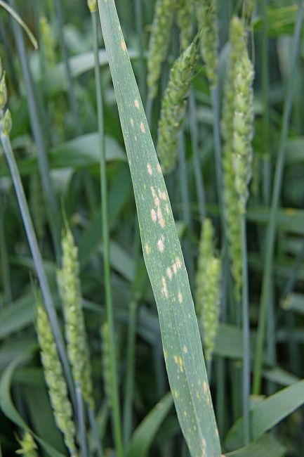 Мучнистая роса зерновых