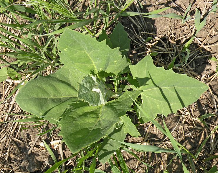 Лебеда, раскидистая, татарская