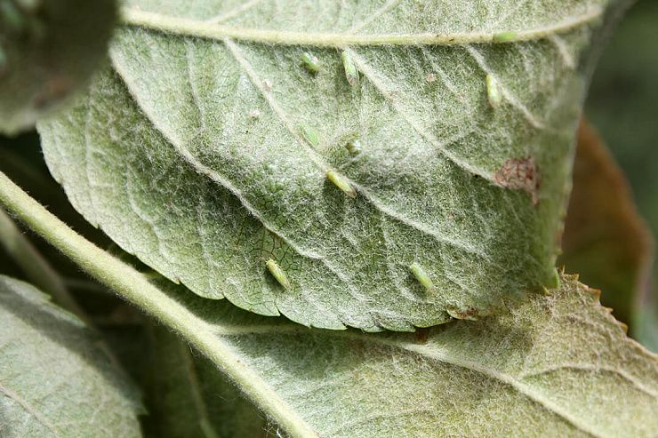 Яблонная медяница