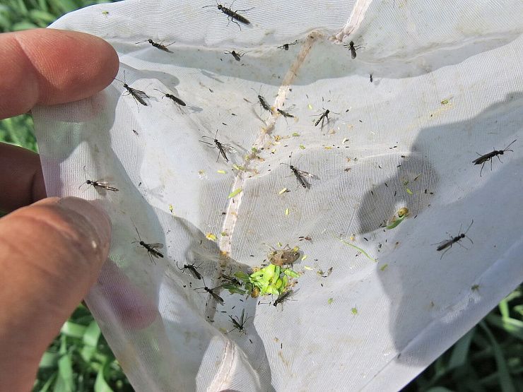 Стеблевые хлебные пилильщики (обыкновенный хлебный пилильщик, черный хлебный пилильщик)